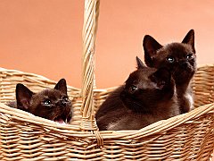 Basket O' Burmese Kittens